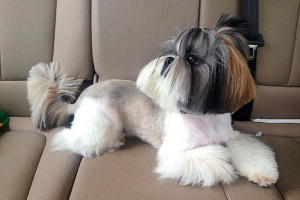 Як вирізати shi-tzu вдома? Як вирізати shi-tzu вдома?